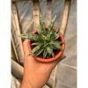 1630. Sansevieria Phenomenal Cristata