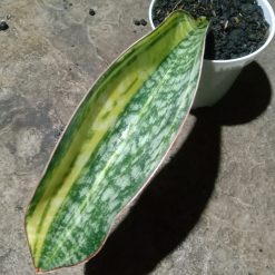 2045. Sansevieria Phupamon Delight Variegated - Image 3