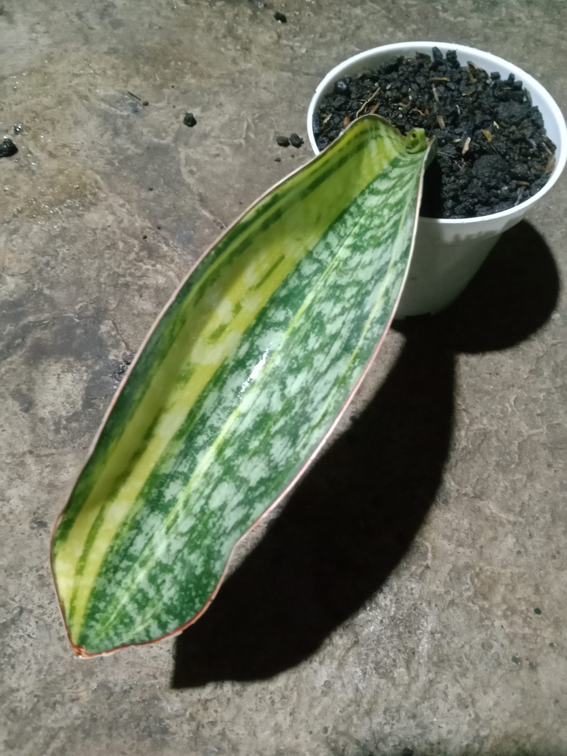 2045. Sansevieria Phupamon Delight Variegated - Image 3