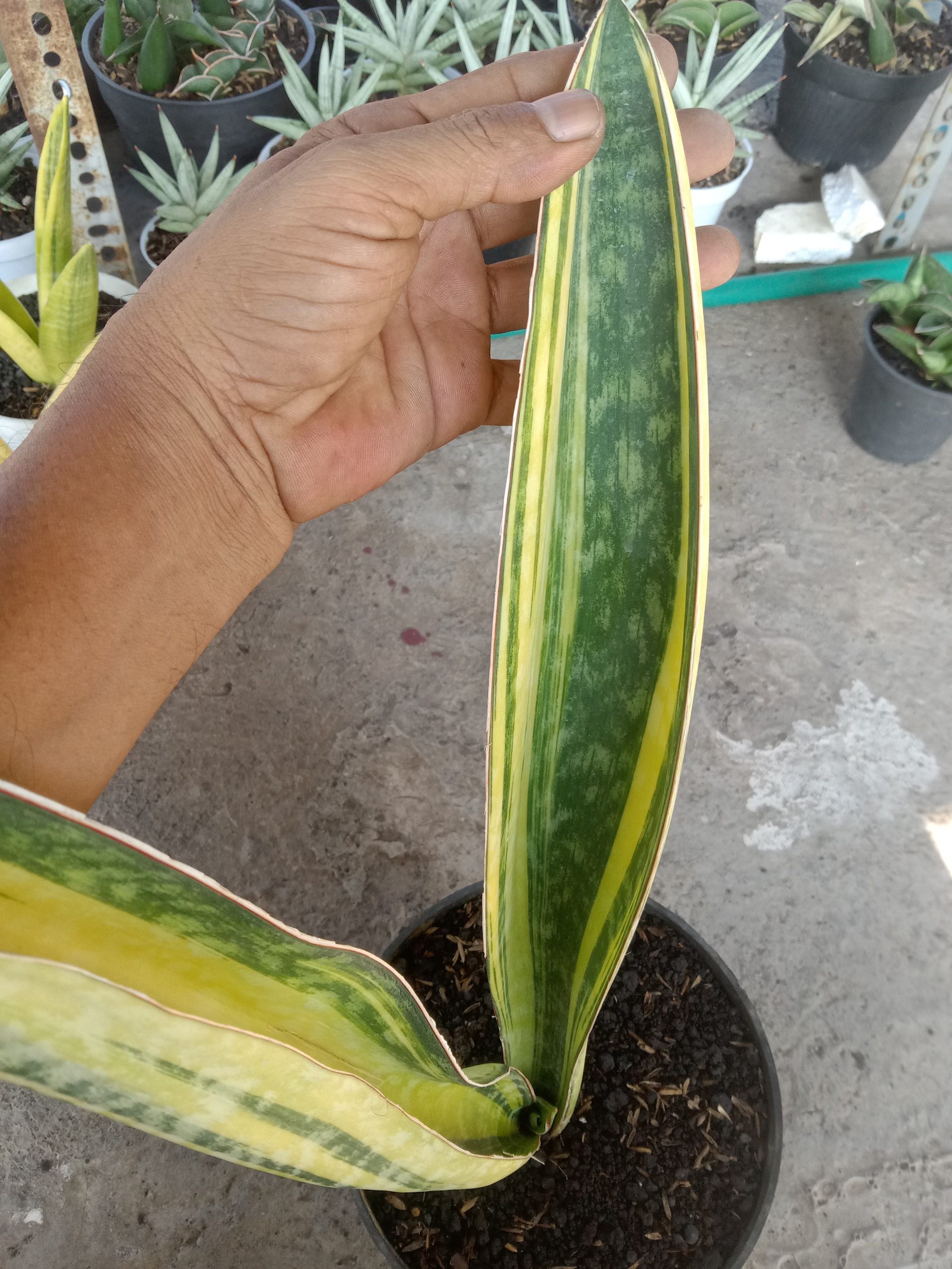 2045. Sansevieria Phupamon Delight Variegated - Image 3
