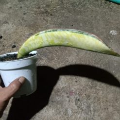 2045. Sansevieria Phupamon Delight Variegated - Image 2