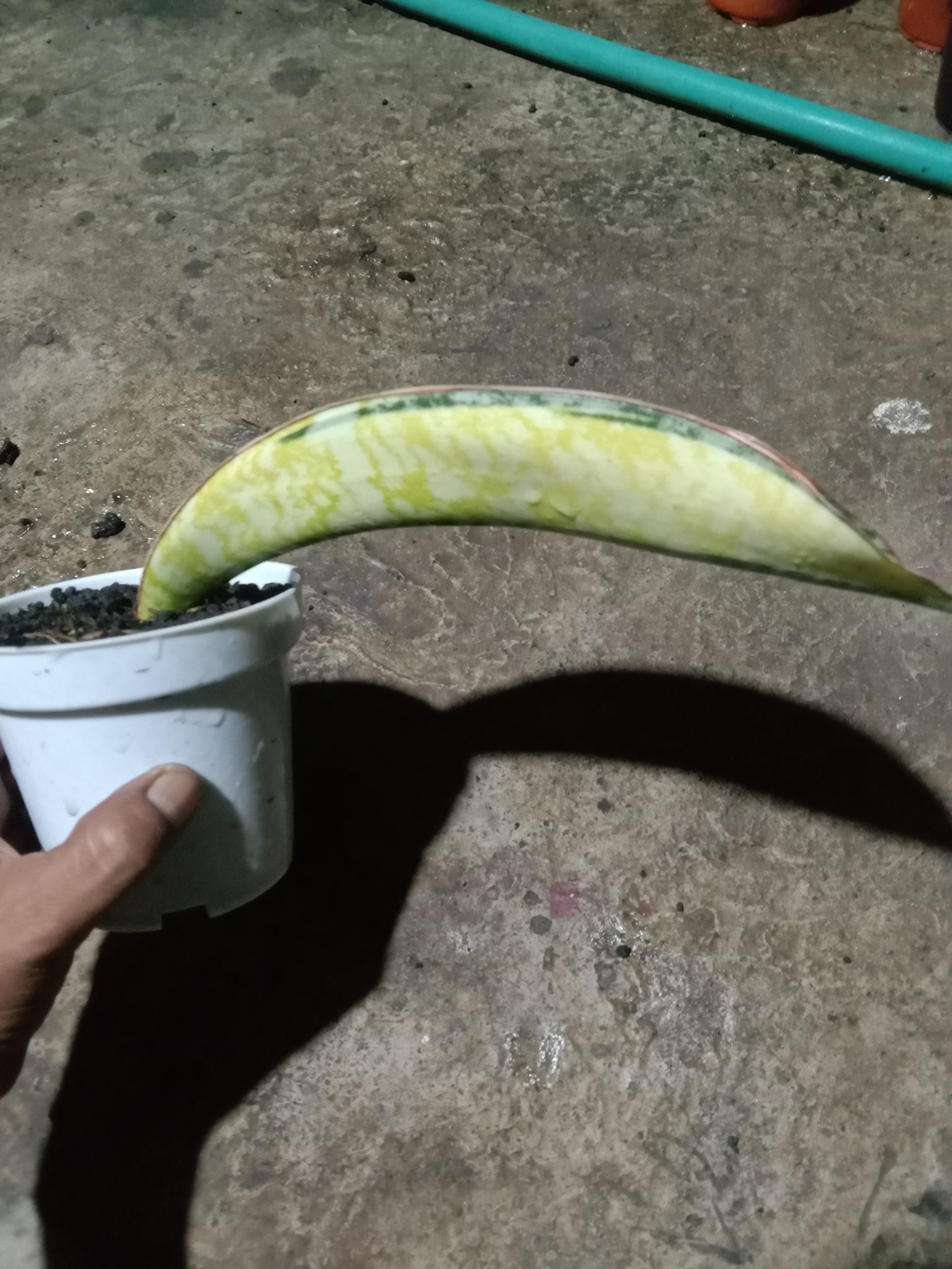 2045. Sansevieria Phupamon Delight Variegated - Image 2