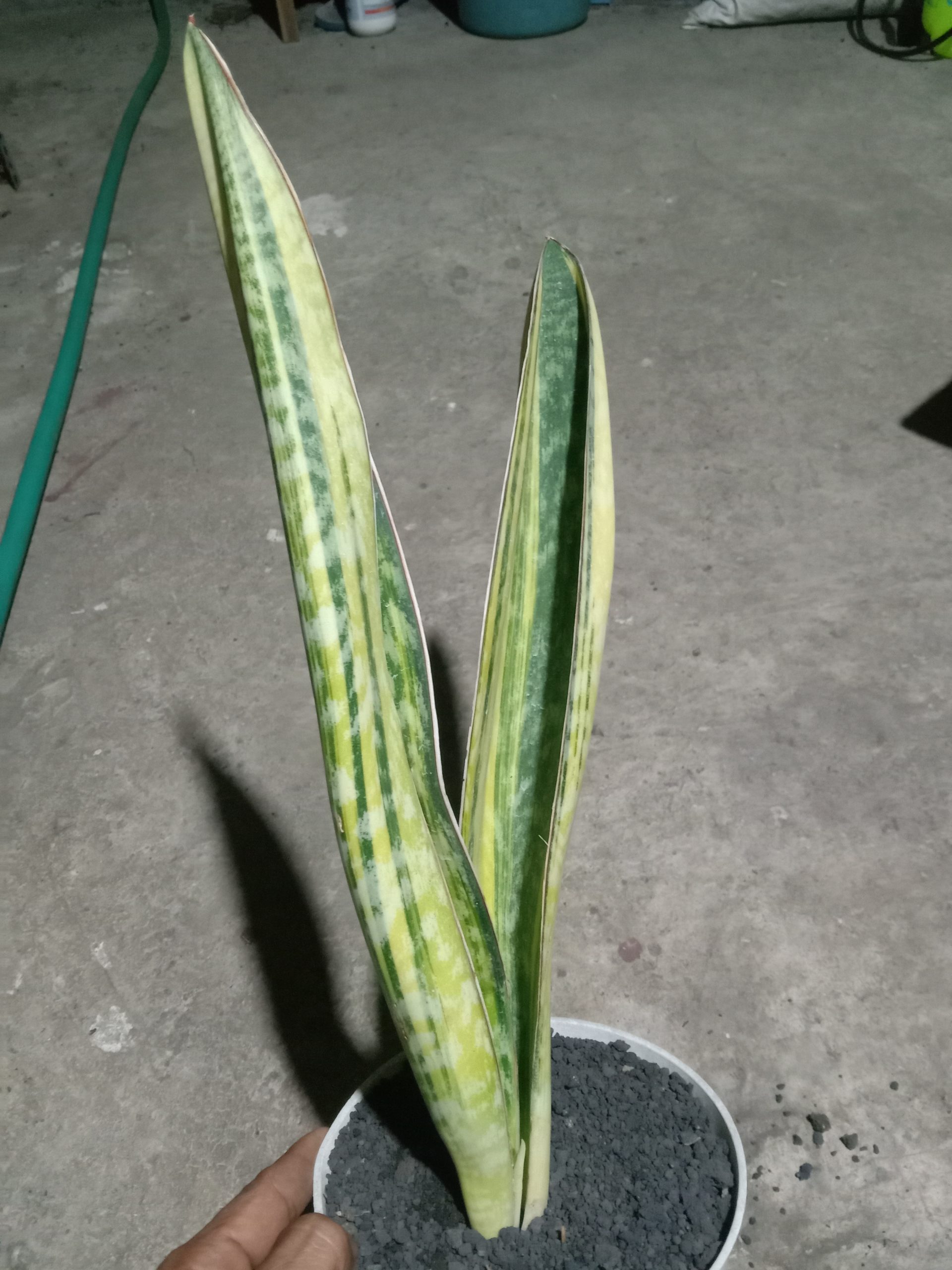 2045. Sansevieria Phupamon Delight Variegated - Image 2