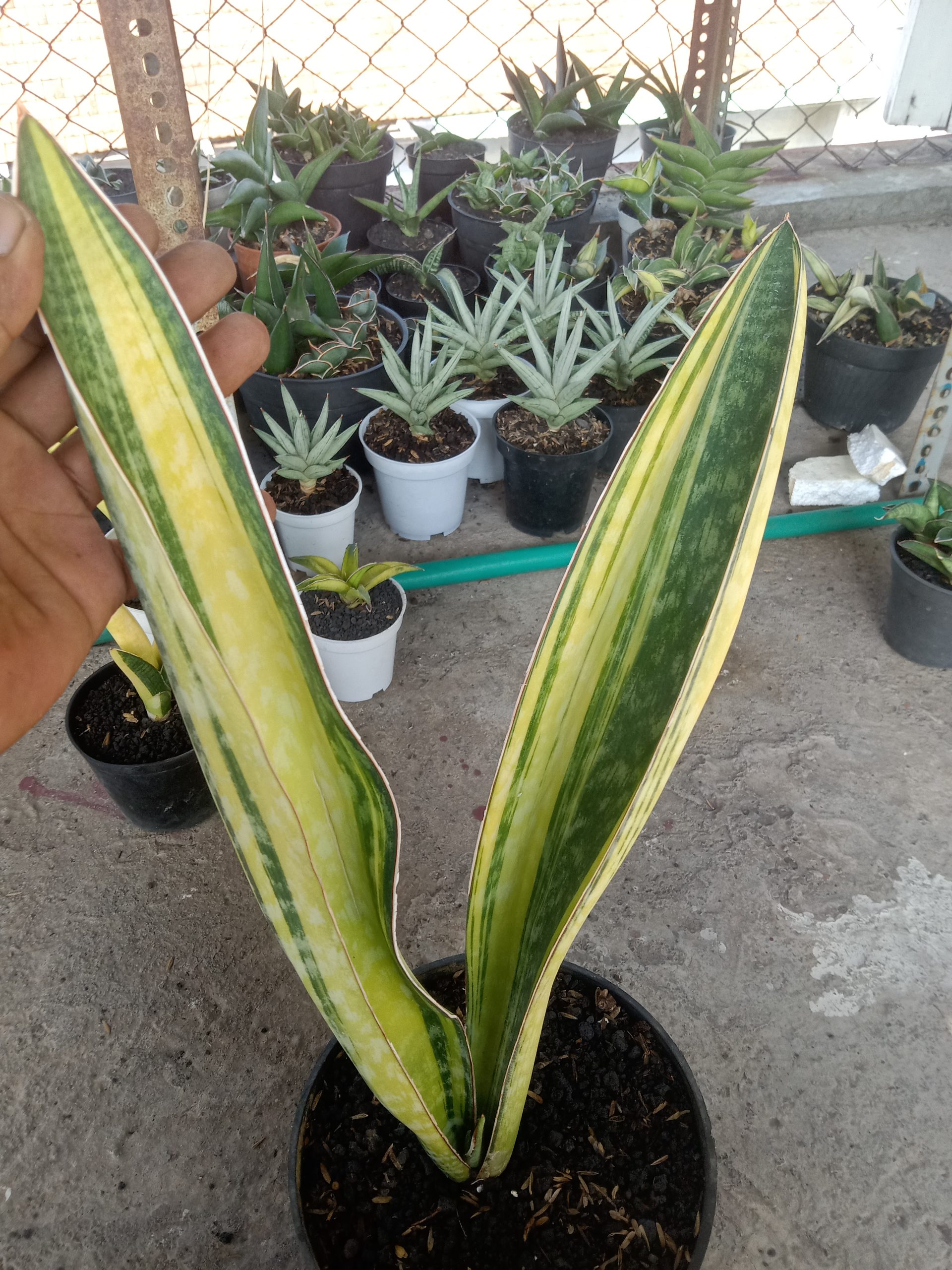 2045. Sansevieria Phupamon Delight Variegated - Image 4