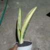 2045. Sansevieria Phupamon Delight Variegated