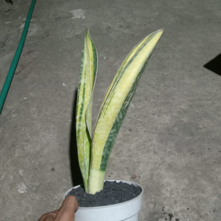 2045. Sansevieria Phupamon Delight Variegated