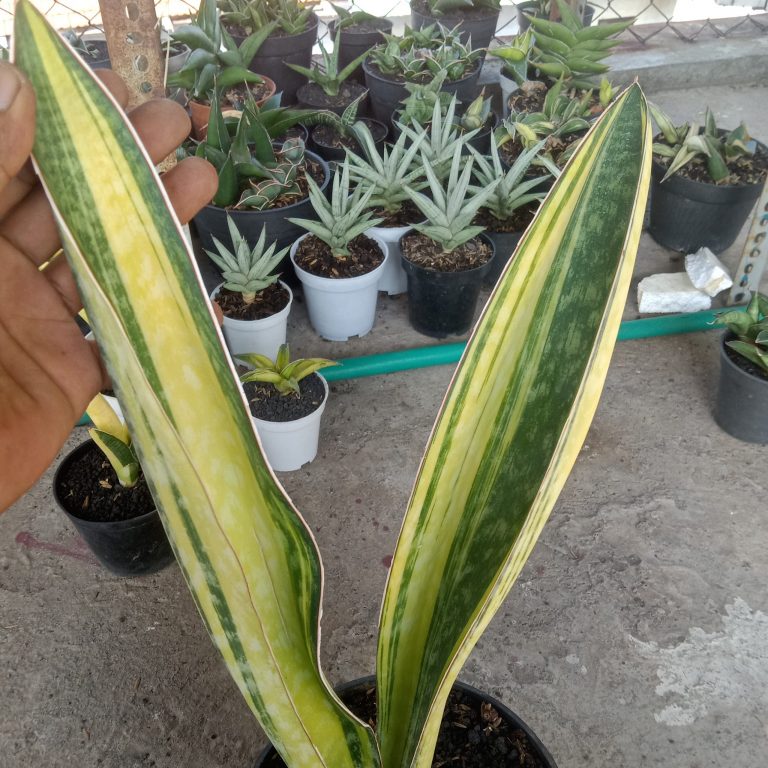 2045. Sansevieria Phupamon Delight Variegated