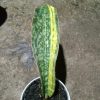 2045. Sansevieria Phupamon Delight Variegated