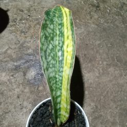 2045. Sansevieria Phupamon Delight Variegated
