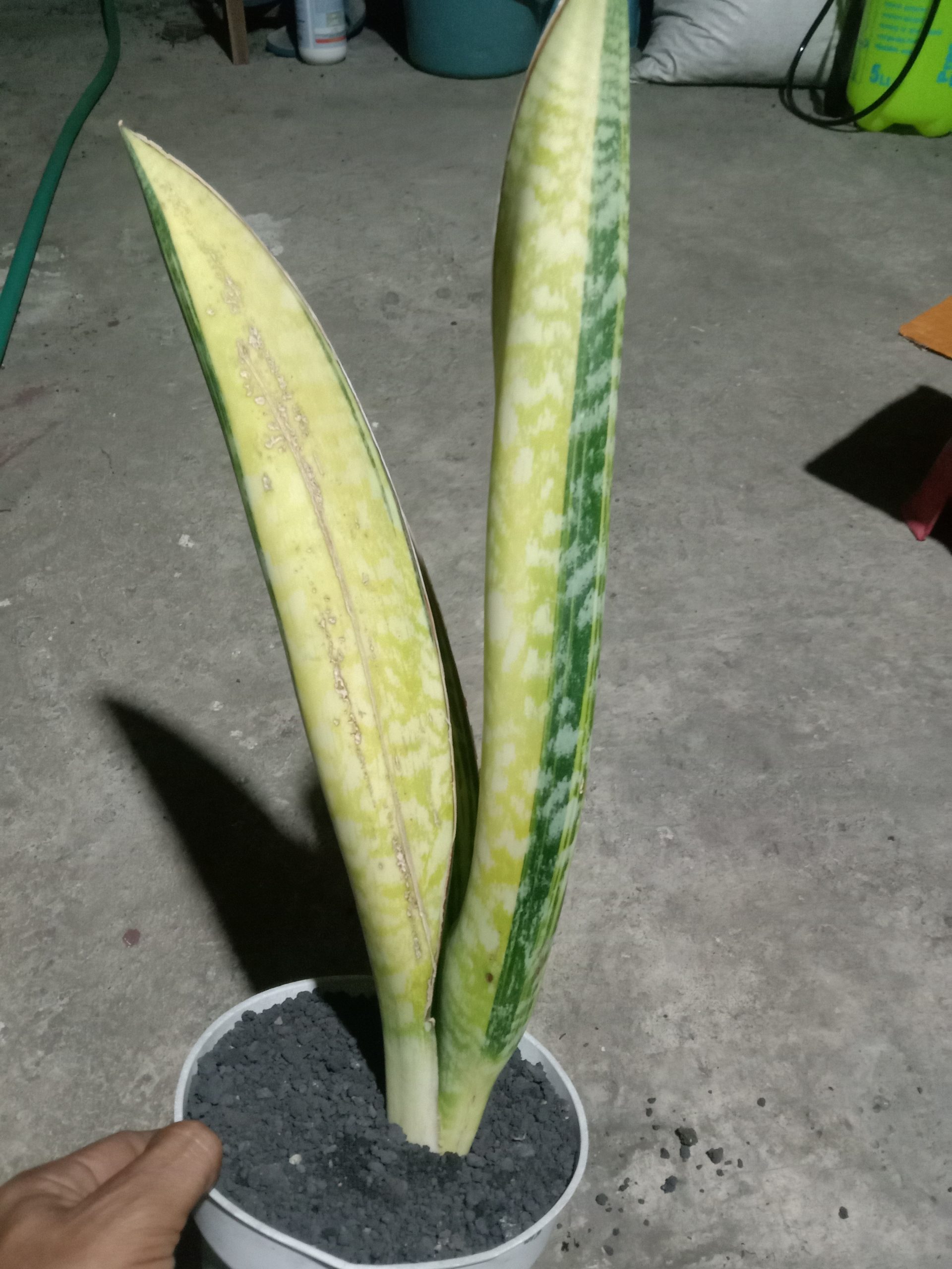 2045. Sansevieria Phupamon Delight Variegated - Image 3