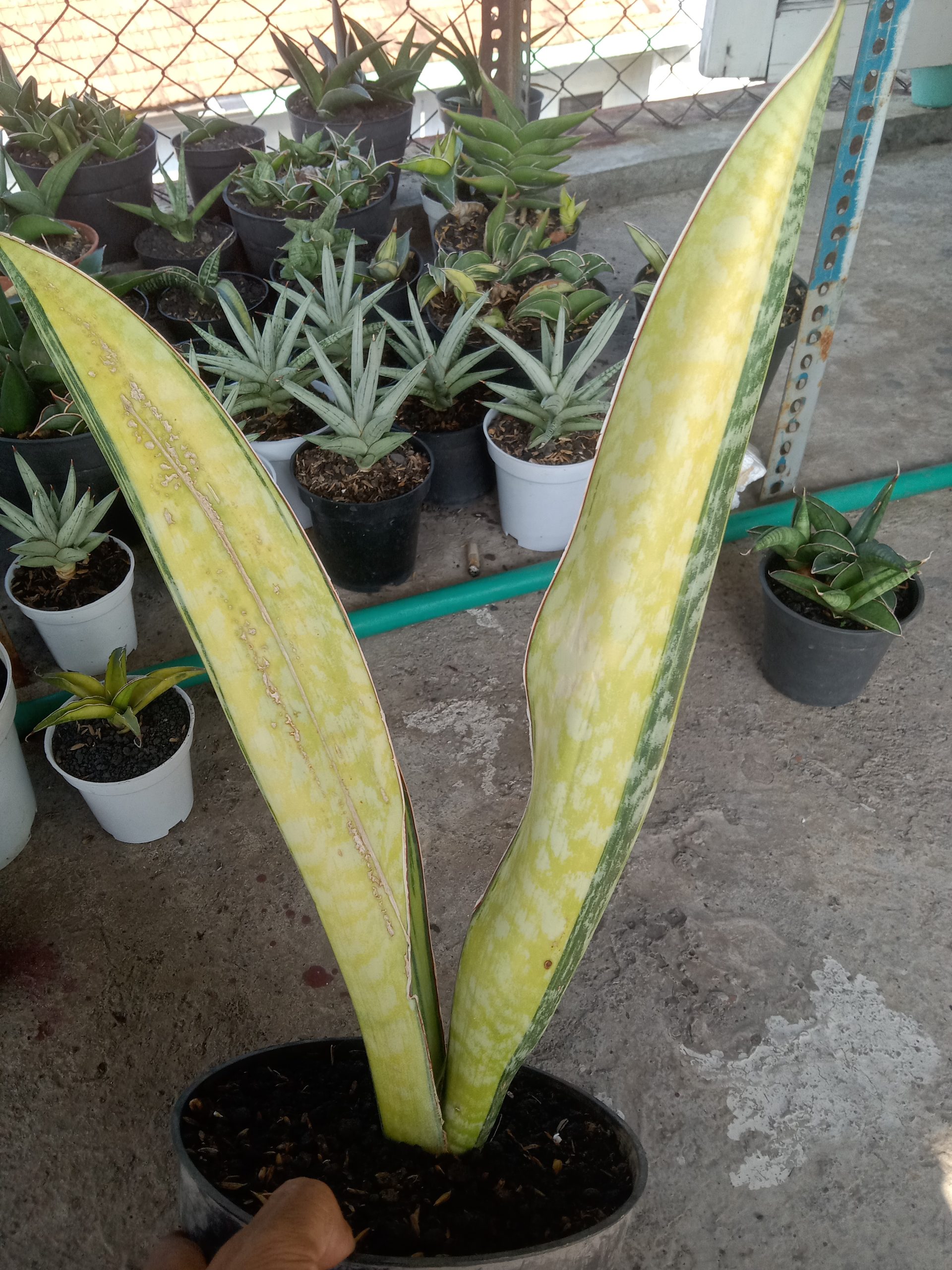 2045. Sansevieria Phupamon Delight Variegated - Image 2