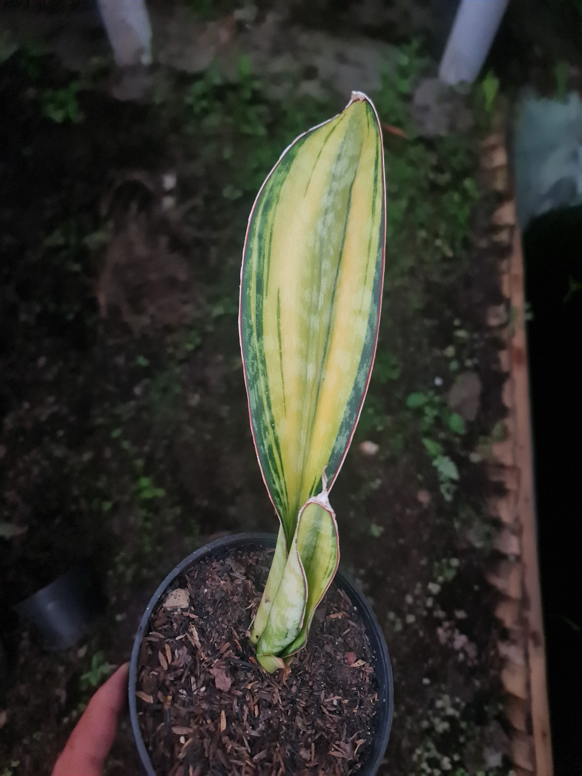 1967. Sansevieria Phupamon Variegated 1 Leaf - Image 2