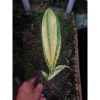 1967. Sansevieria Phupamon Variegated 1 Leaf