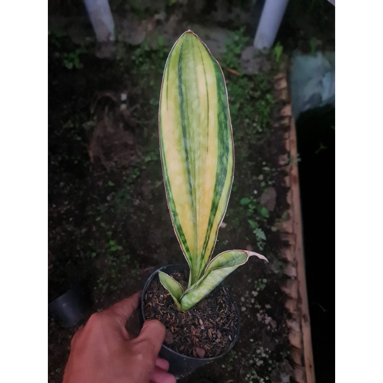 1967. Sansevieria Phupamon Variegated 1 Leaf