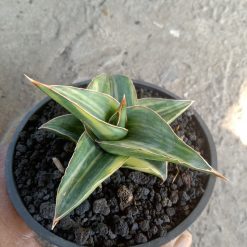2110. Sansevieria Pinghren Varigated