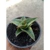 2111. Sansevieria Pinghren Varigated size 9 cm
