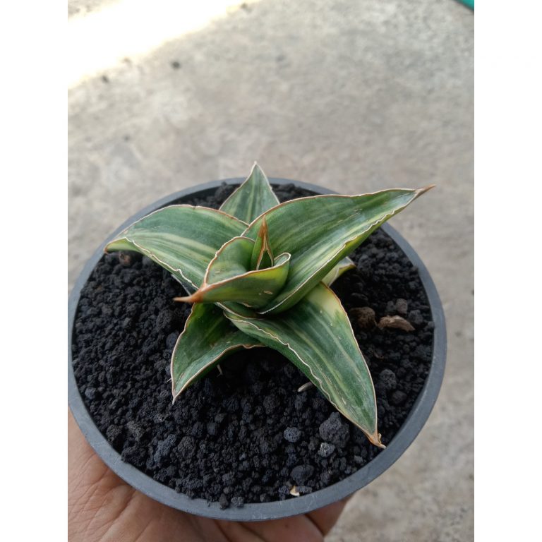2111. Sansevieria Pinghren Varigated size 9 cm