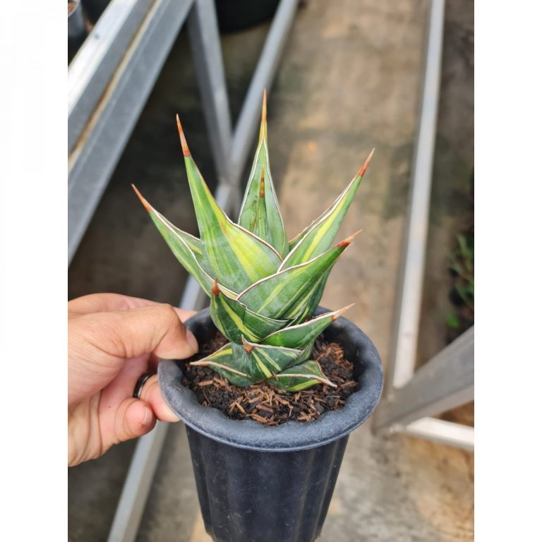 1695. Sansevieria Pinguicula Dagger size 15 cm
