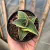 1288. Sansevieria Pinguicula Ehrenbergii Variegated