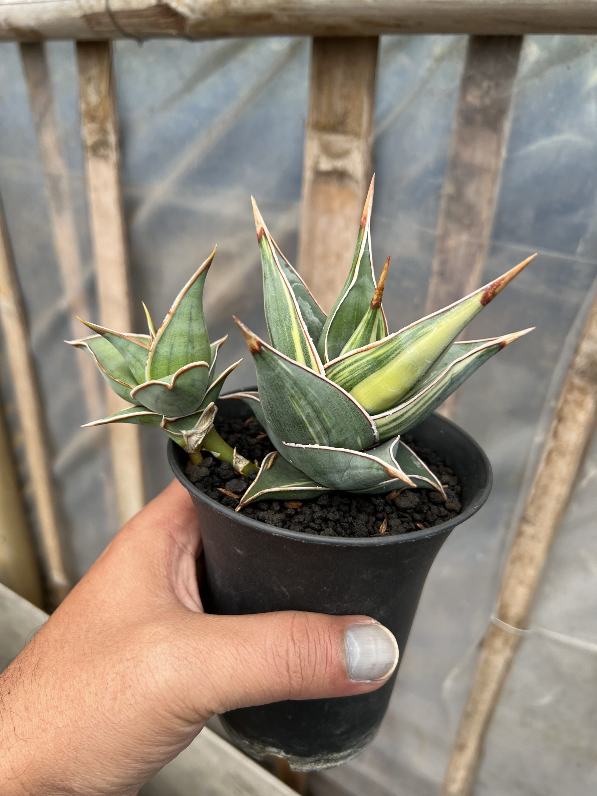 1524. Sansevieria Pinguicula Small Variegated - Image 12