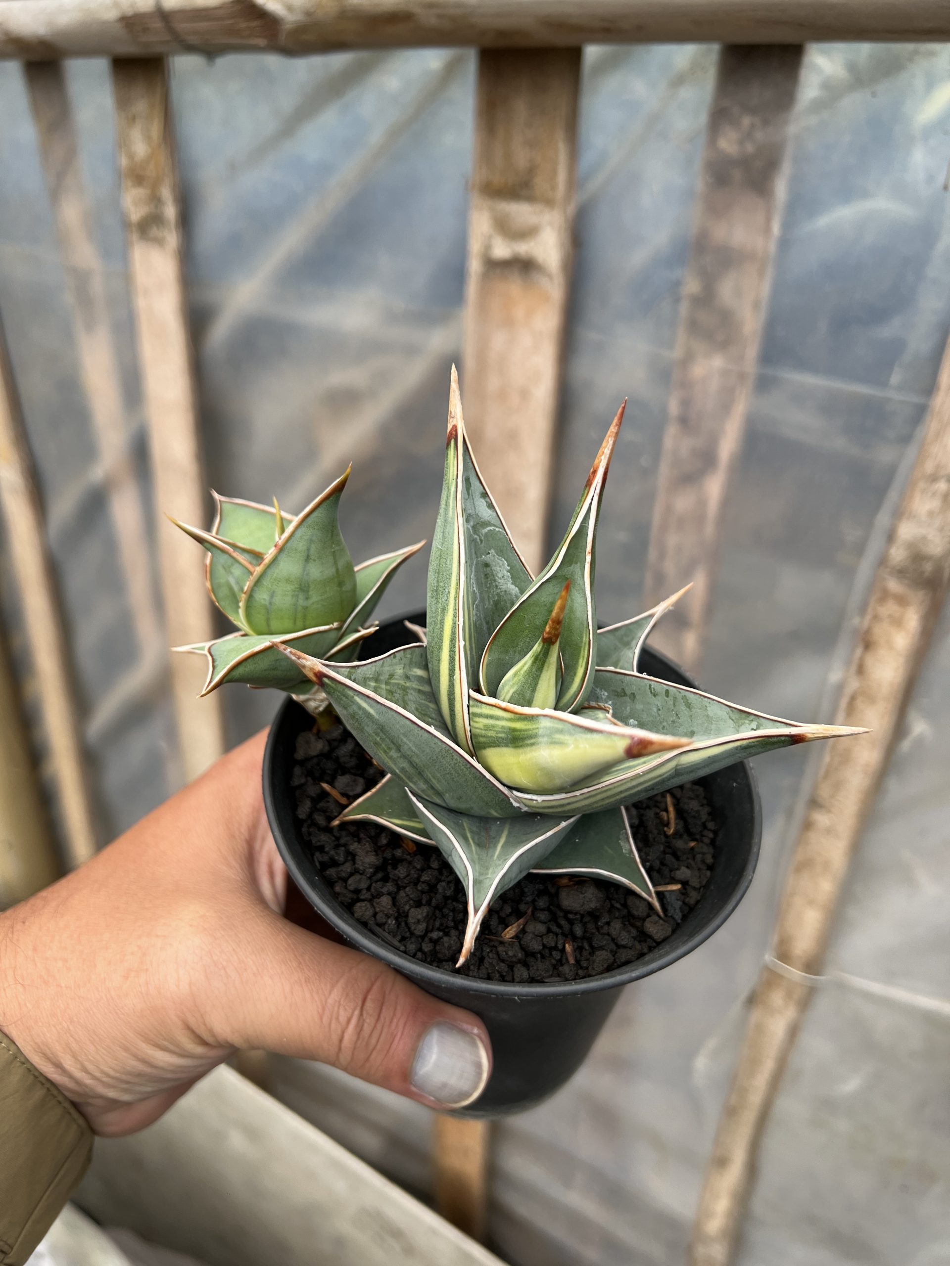 1524. Sansevieria Pinguicula Small Variegated - Image 5