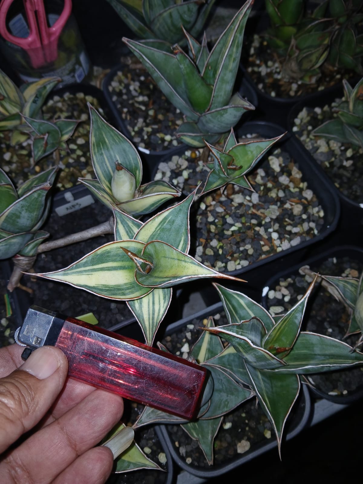 1699. Sansevieria Pinguicula Small Variegated 30 Pcs - Image 2