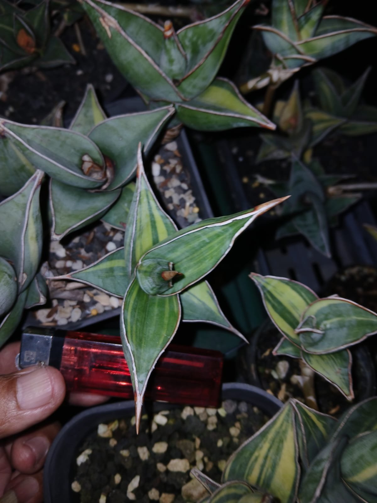 1699. Sansevieria Pinguicula Small Variegated 30 Pcs - Image 11