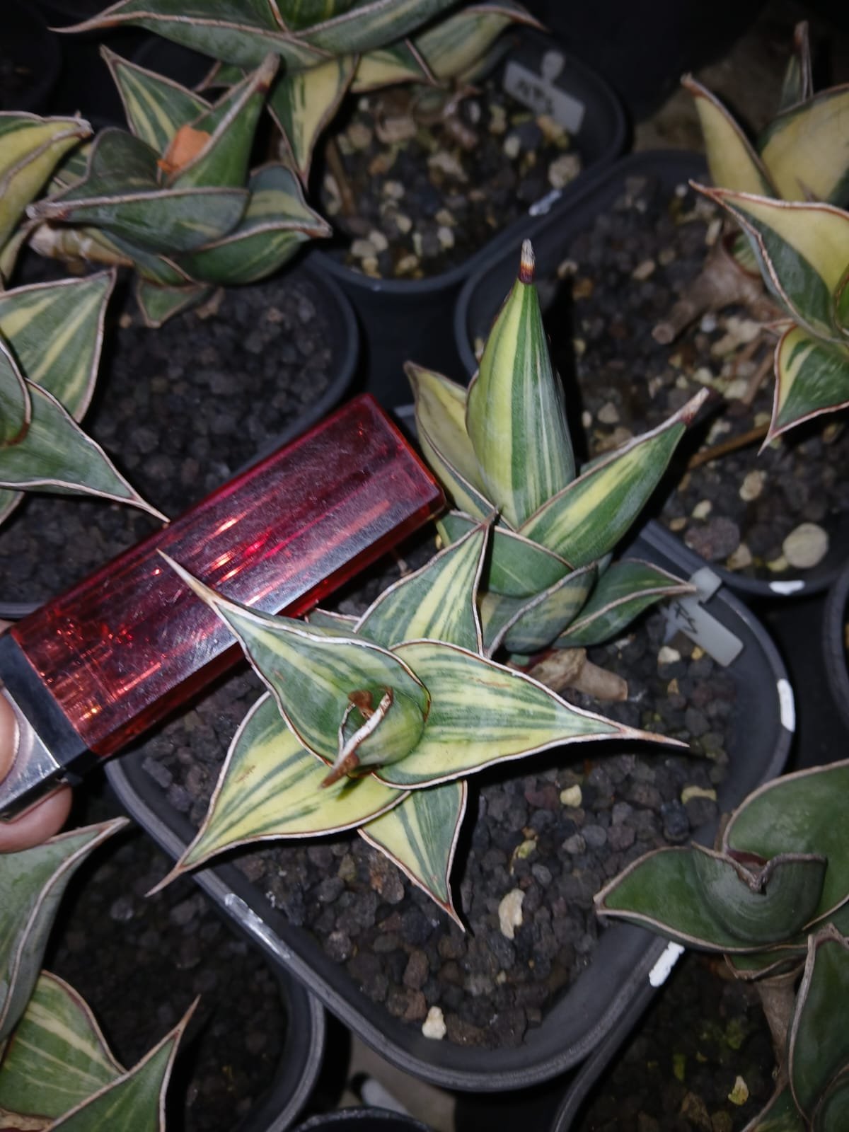 1699. Sansevieria Pinguicula Small Variegated 30 Pcs - Image 12