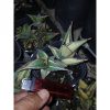 1699. Sansevieria Pinguicula Small Variegated 30 Pcs