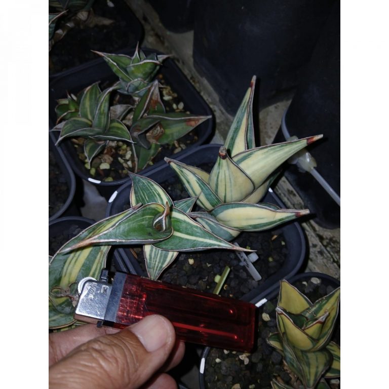 1699. Sansevieria Pinguicula Small Variegated 30 Pcs