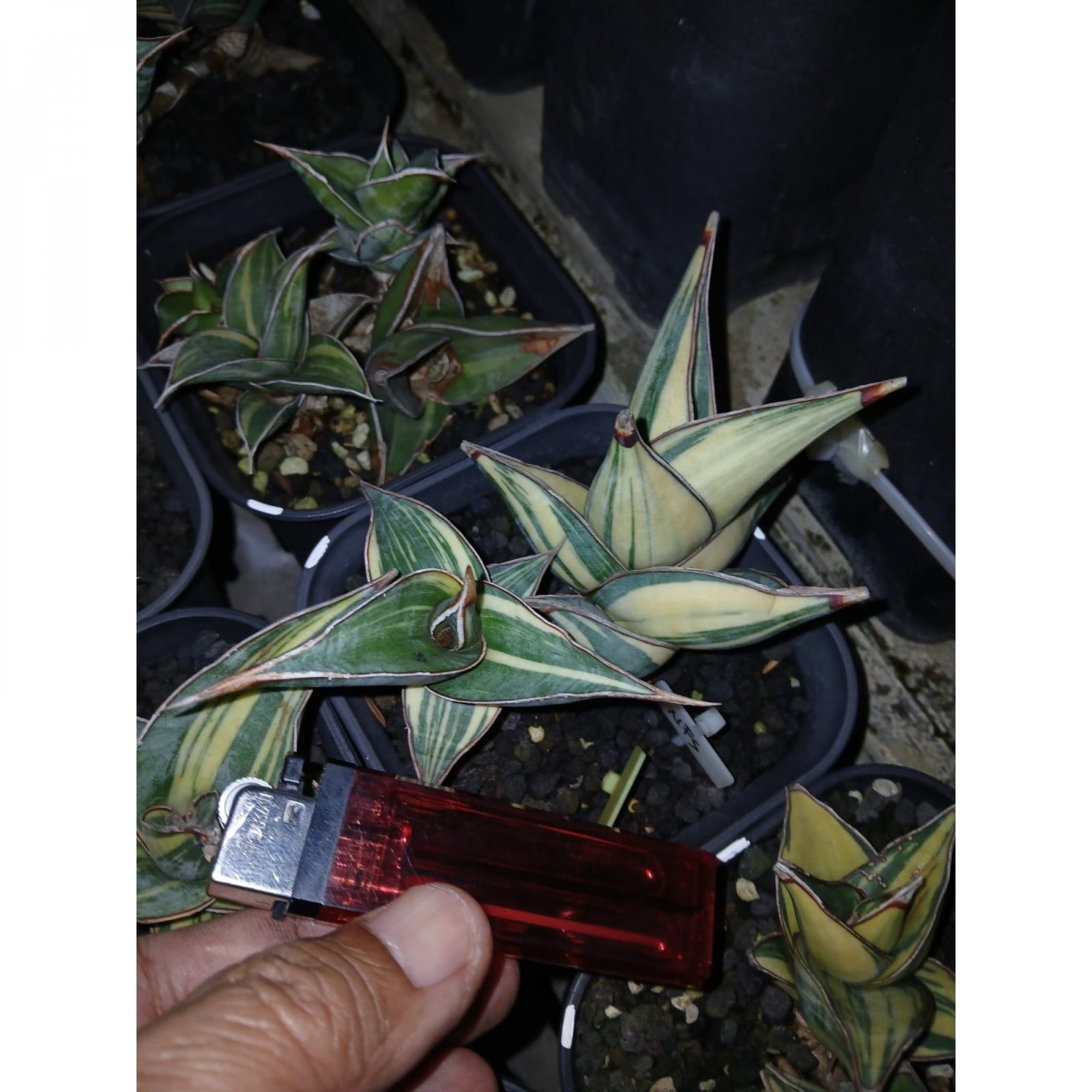 1699. Sansevieria Pinguicula Small Variegated 30 Pcs