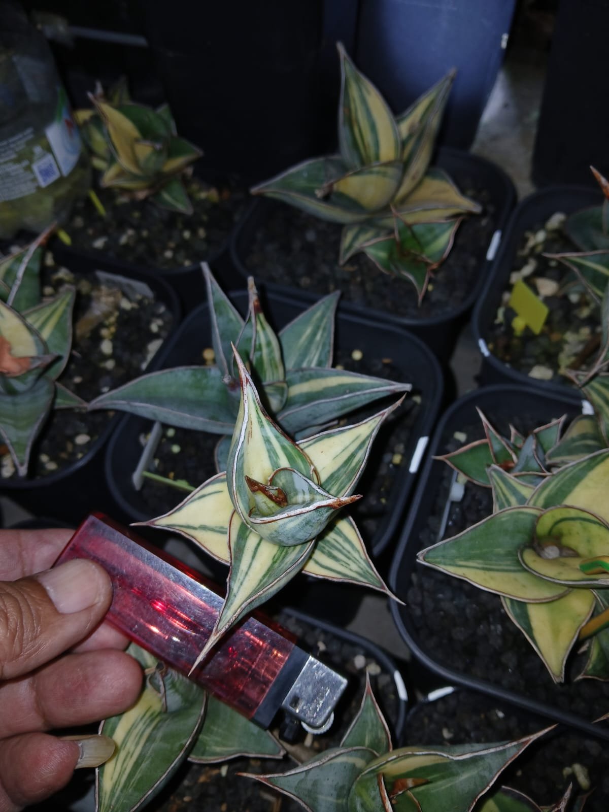 1699. Sansevieria Pinguicula Small Variegated 30 Pcs - Image 13