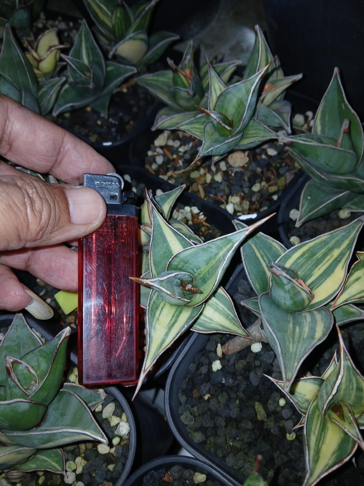 1699. Sansevieria Pinguicula Small Variegated 30 Pcs - Image 14