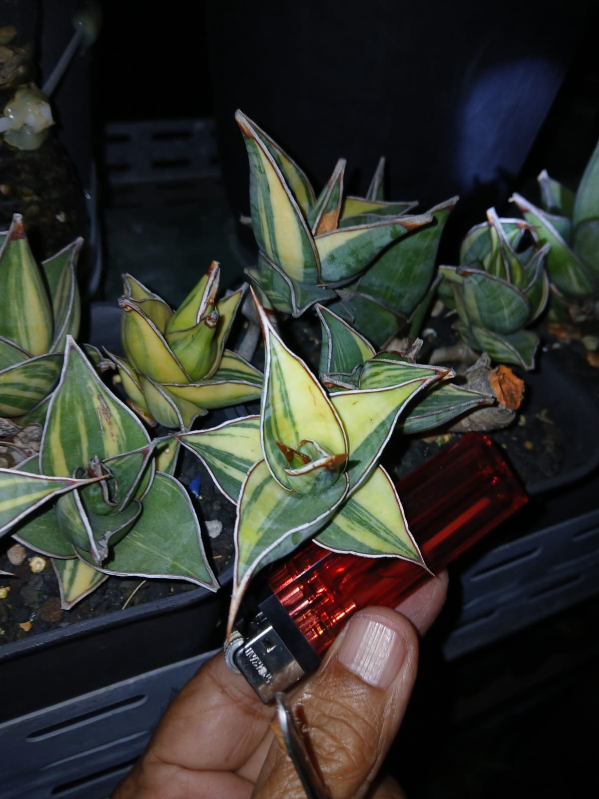 1699. Sansevieria Pinguicula Small Variegated 30 Pcs - Image 15