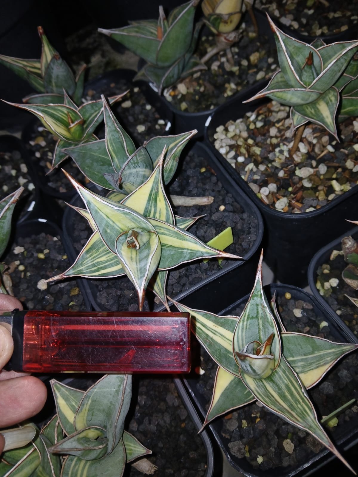 1699. Sansevieria Pinguicula Small Variegated 30 Pcs - Image 16