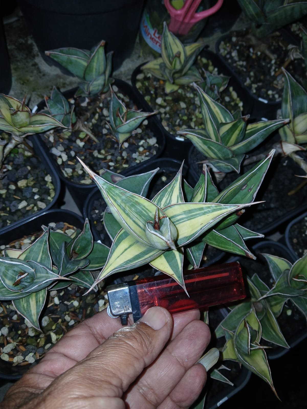 1699. Sansevieria Pinguicula Small Variegated 30 Pcs - Image 17