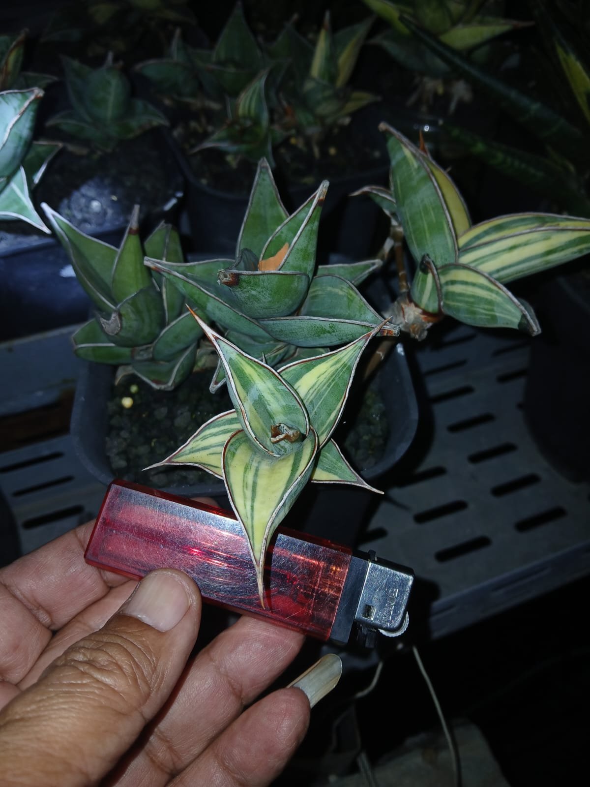 1699. Sansevieria Pinguicula Small Variegated 30 Pcs - Image 18