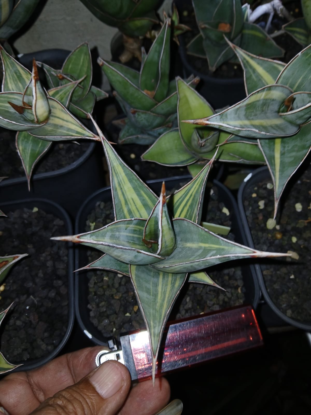 1699. Sansevieria Pinguicula Small Variegated 30 Pcs - Image 19