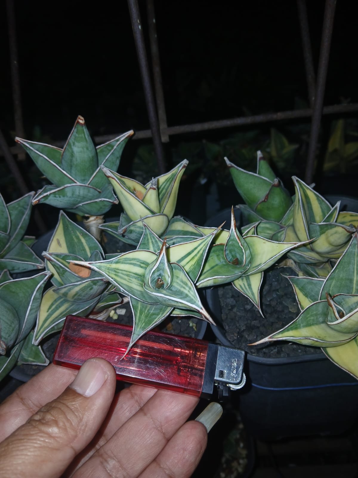 1699. Sansevieria Pinguicula Small Variegated 30 Pcs - Image 3