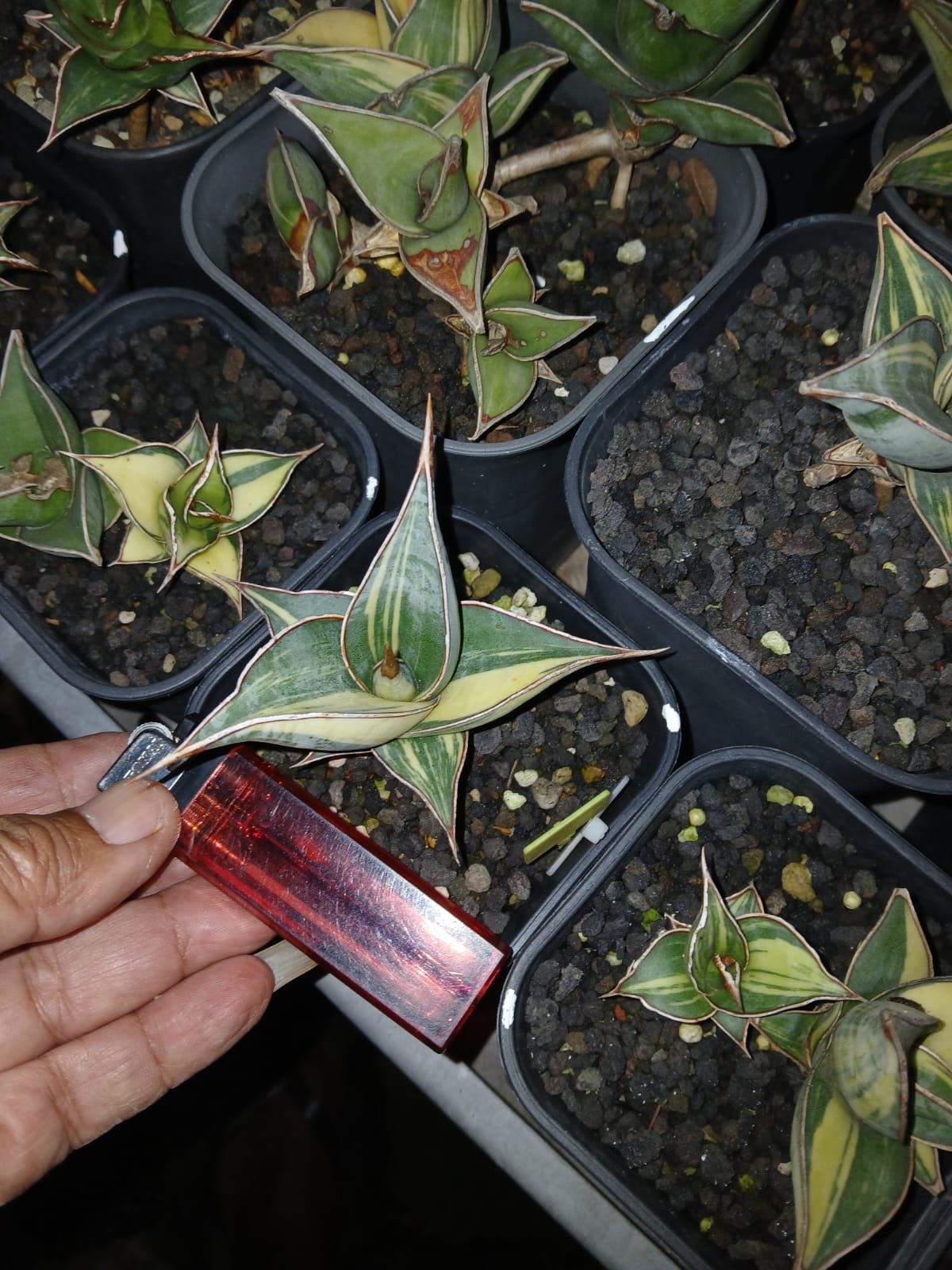 1699. Sansevieria Pinguicula Small Variegated 30 Pcs - Image 20