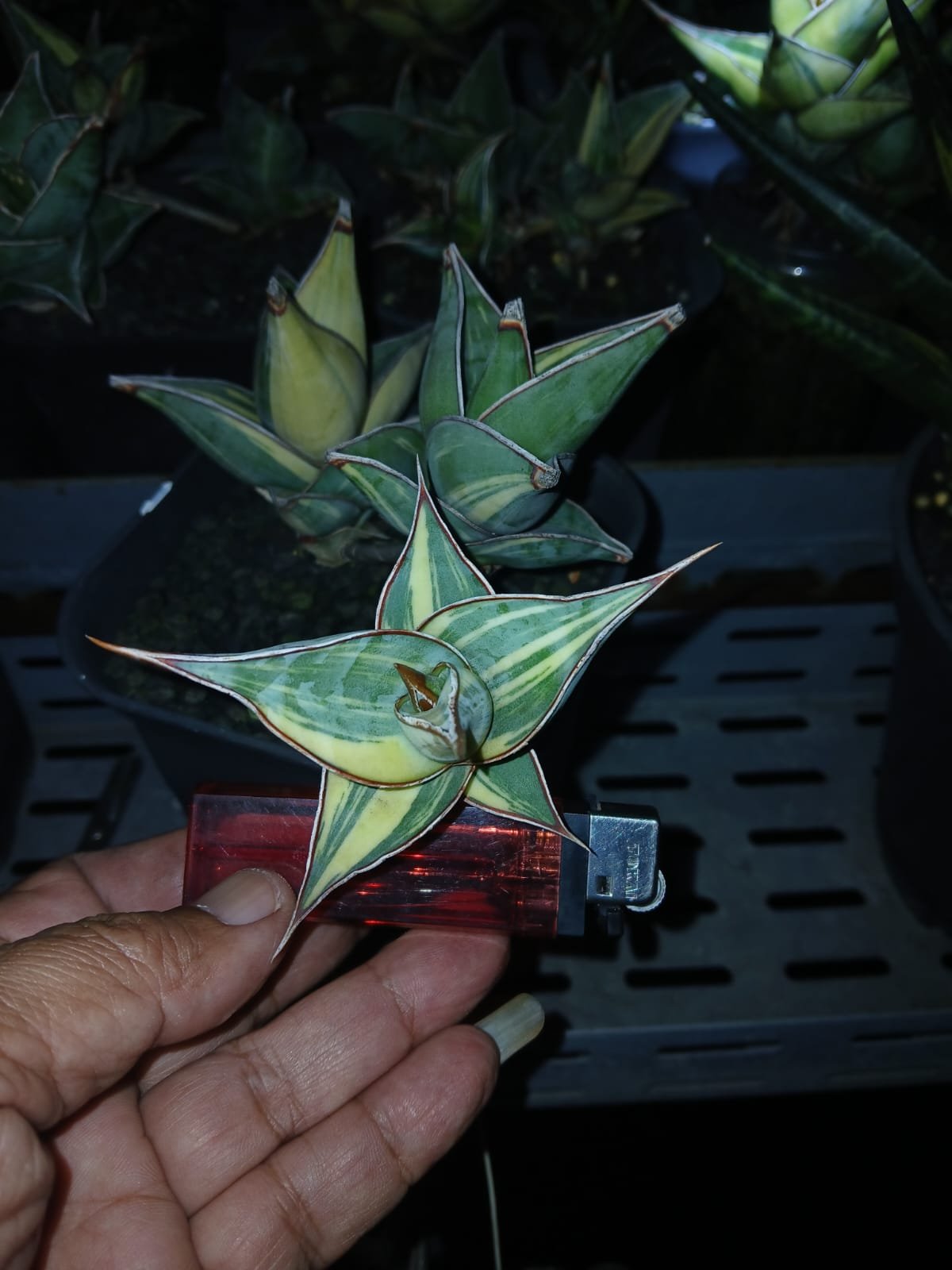 1699. Sansevieria Pinguicula Small Variegated 30 Pcs - Image 4