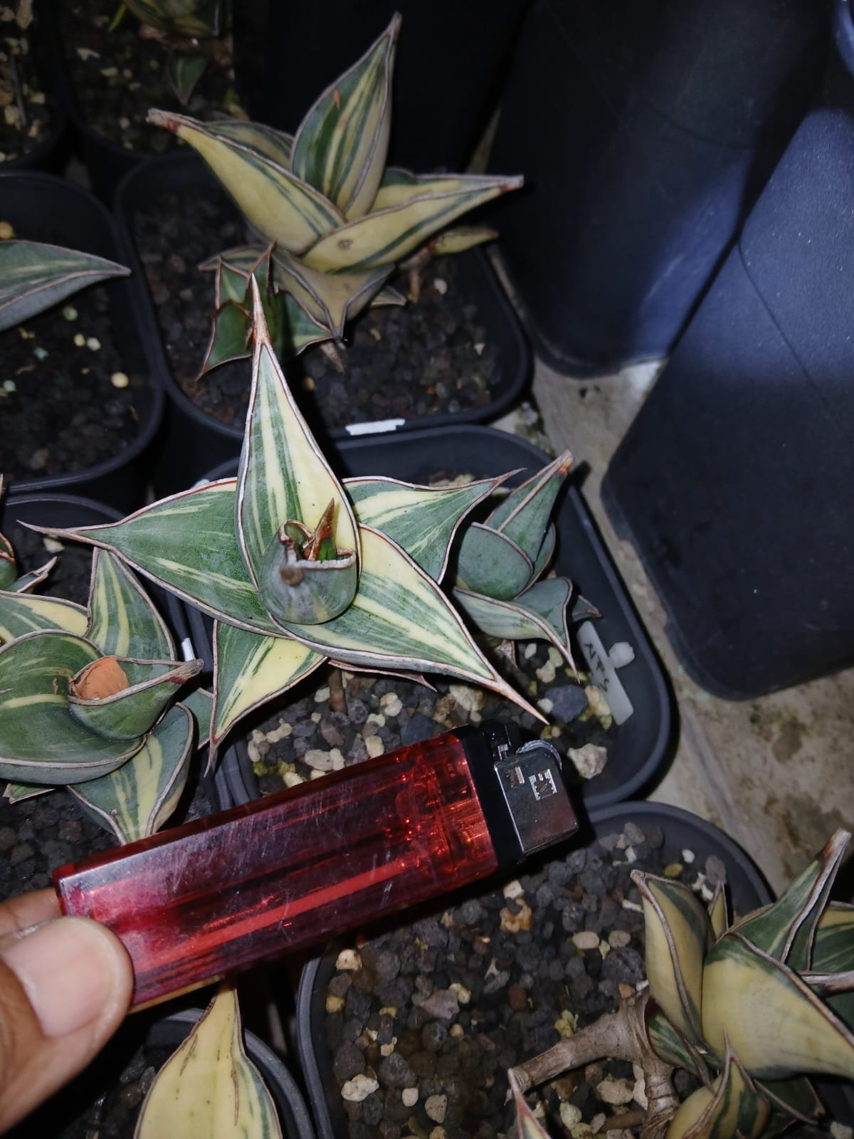 1699. Sansevieria Pinguicula Small Variegated 30 Pcs - Image 5