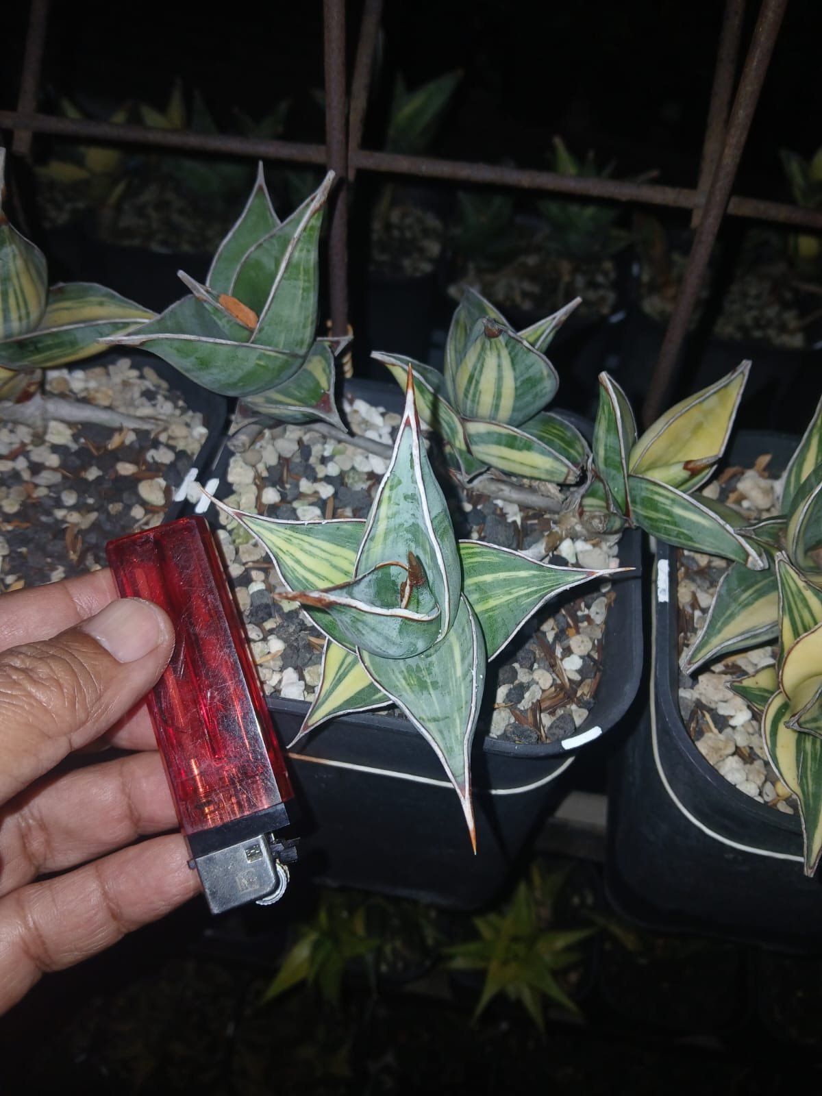 1699. Sansevieria Pinguicula Small Variegated 30 Pcs - Image 6