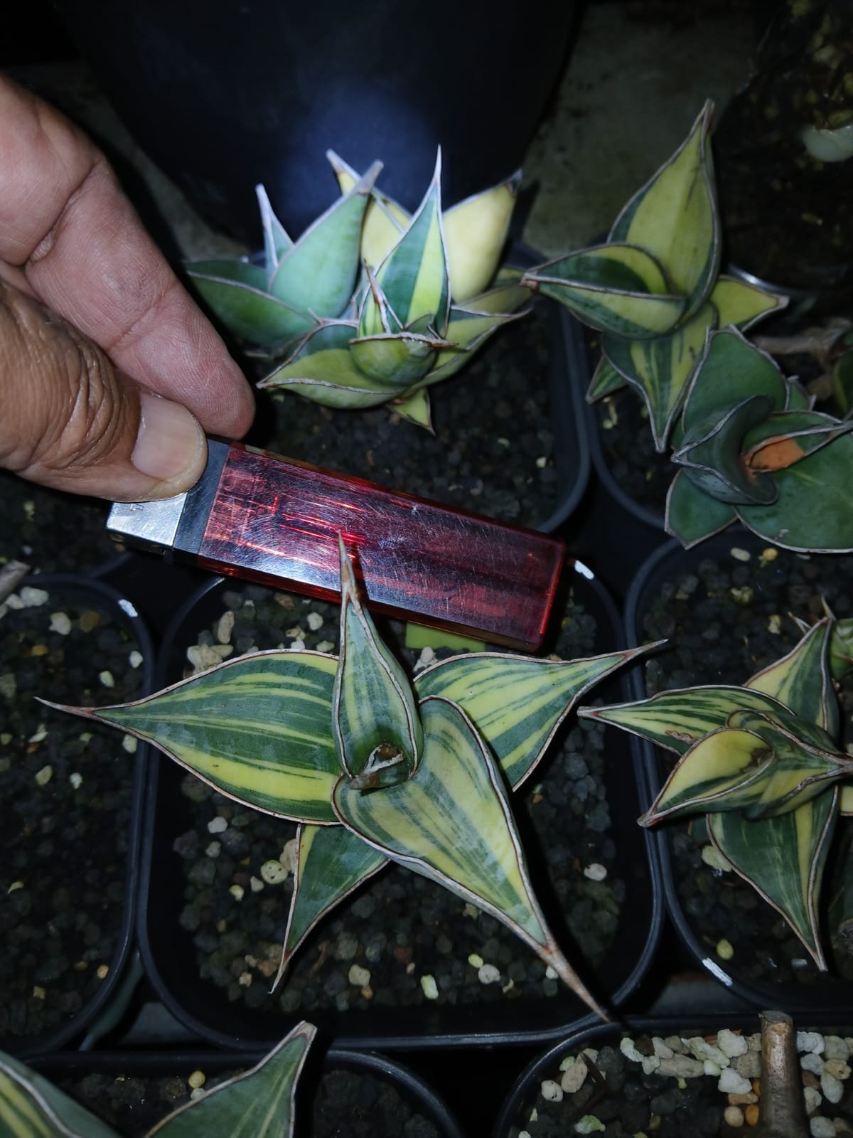 1699. Sansevieria Pinguicula Small Variegated 30 Pcs - Image 7