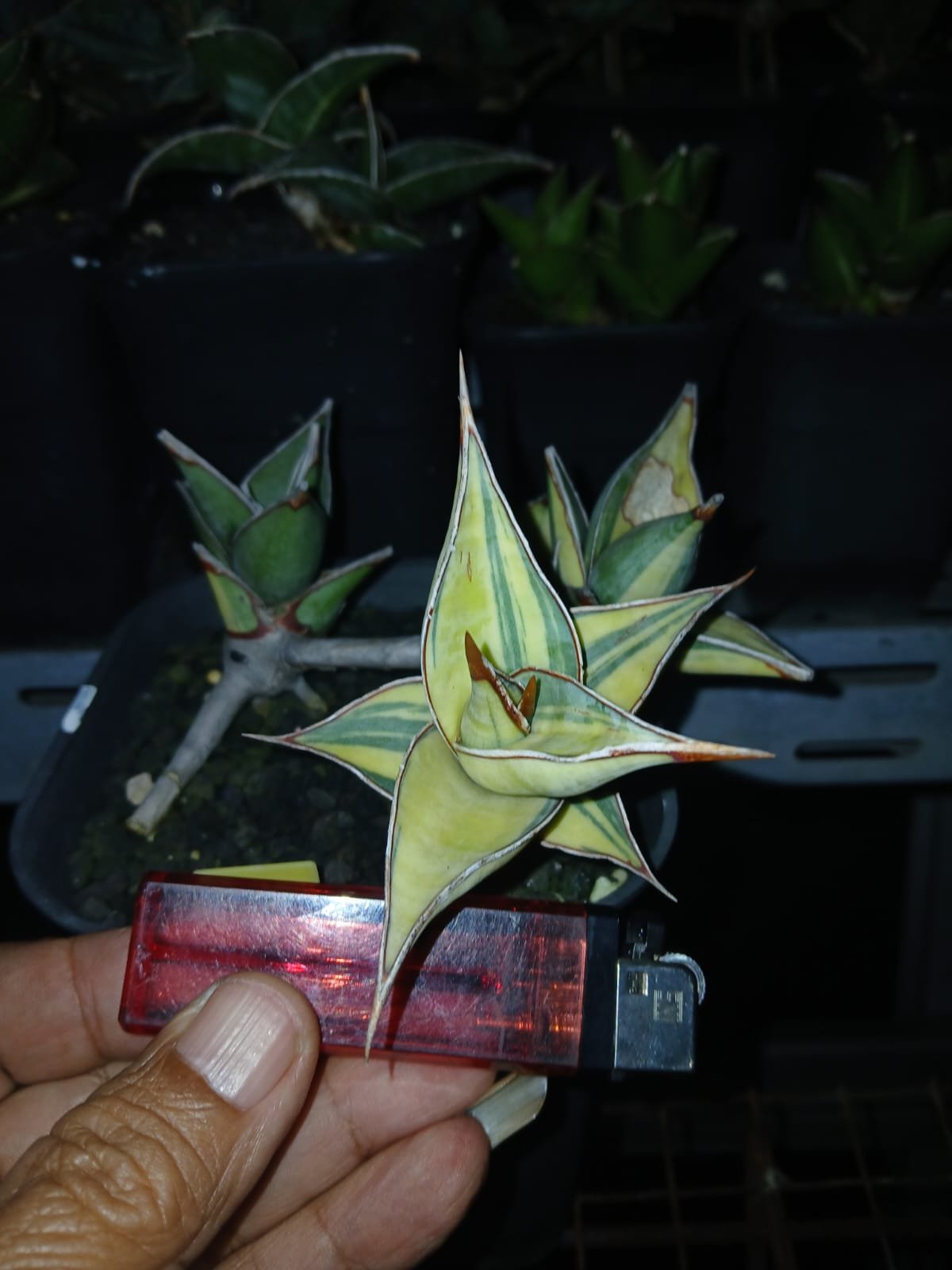 1699. Sansevieria Pinguicula Small Variegated 30 Pcs - Image 8
