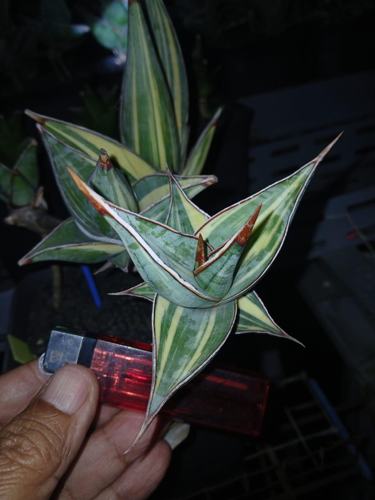 1699. Sansevieria Pinguicula Small Variegated 30 Pcs - Image 9