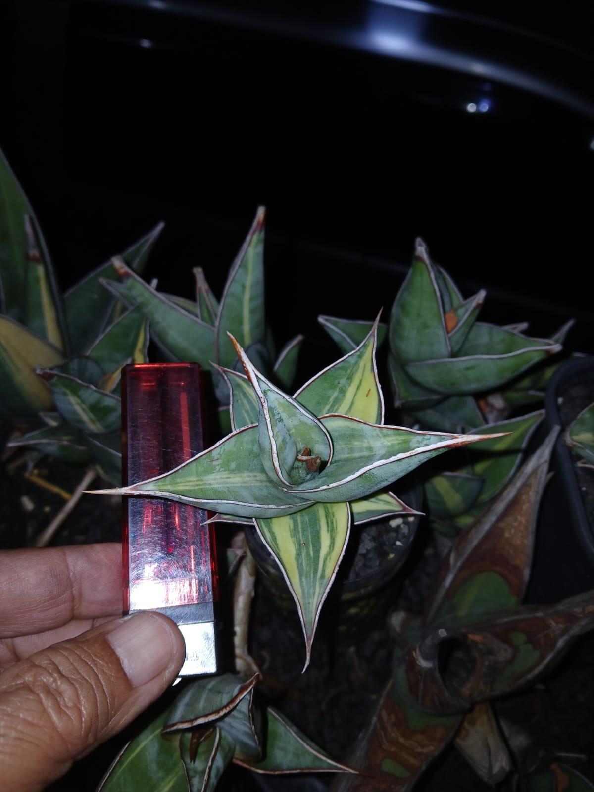 1699. Sansevieria Pinguicula Small Variegated 30 Pcs - Image 10