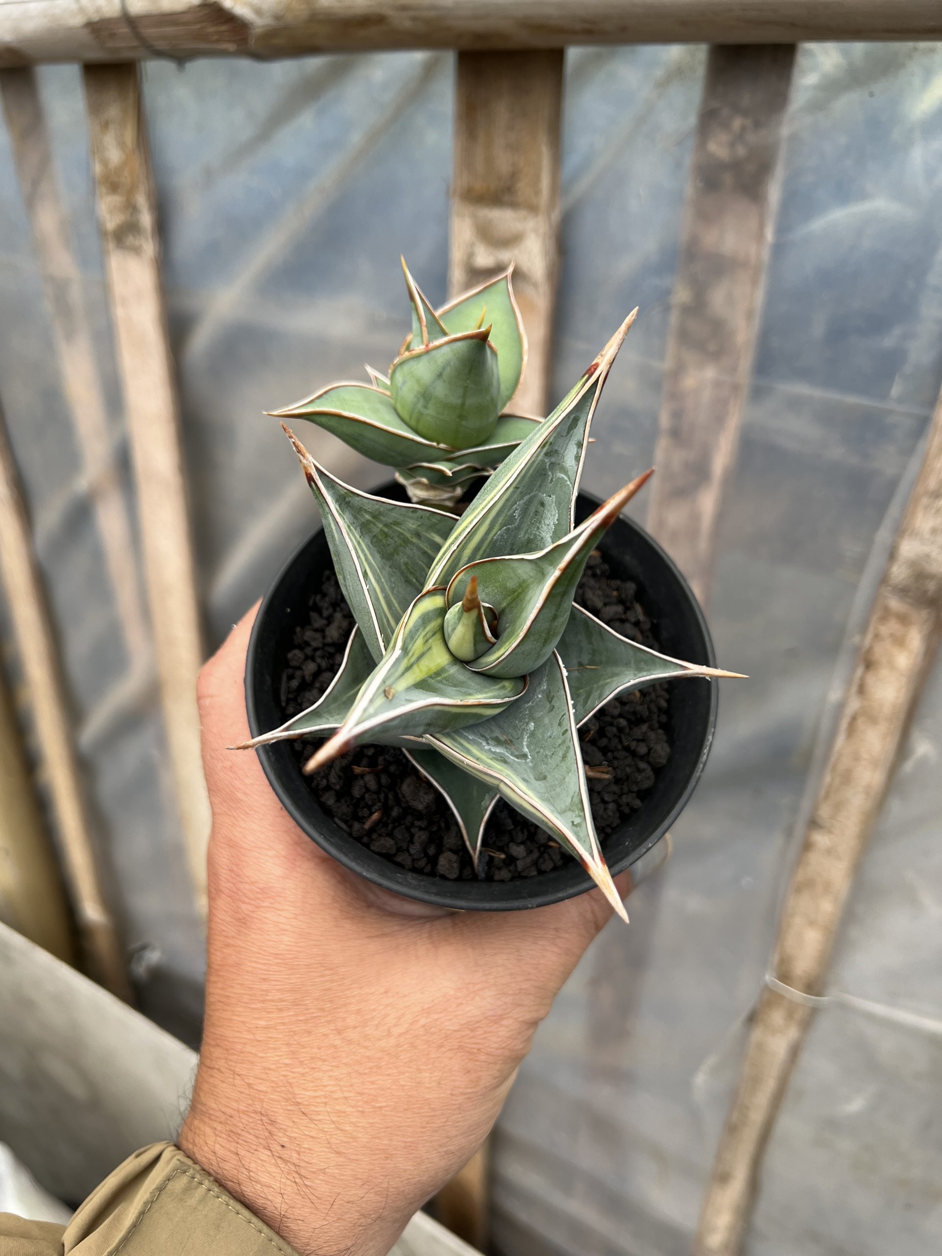 1524. Sansevieria Pinguicula Small Variegated - Image 9