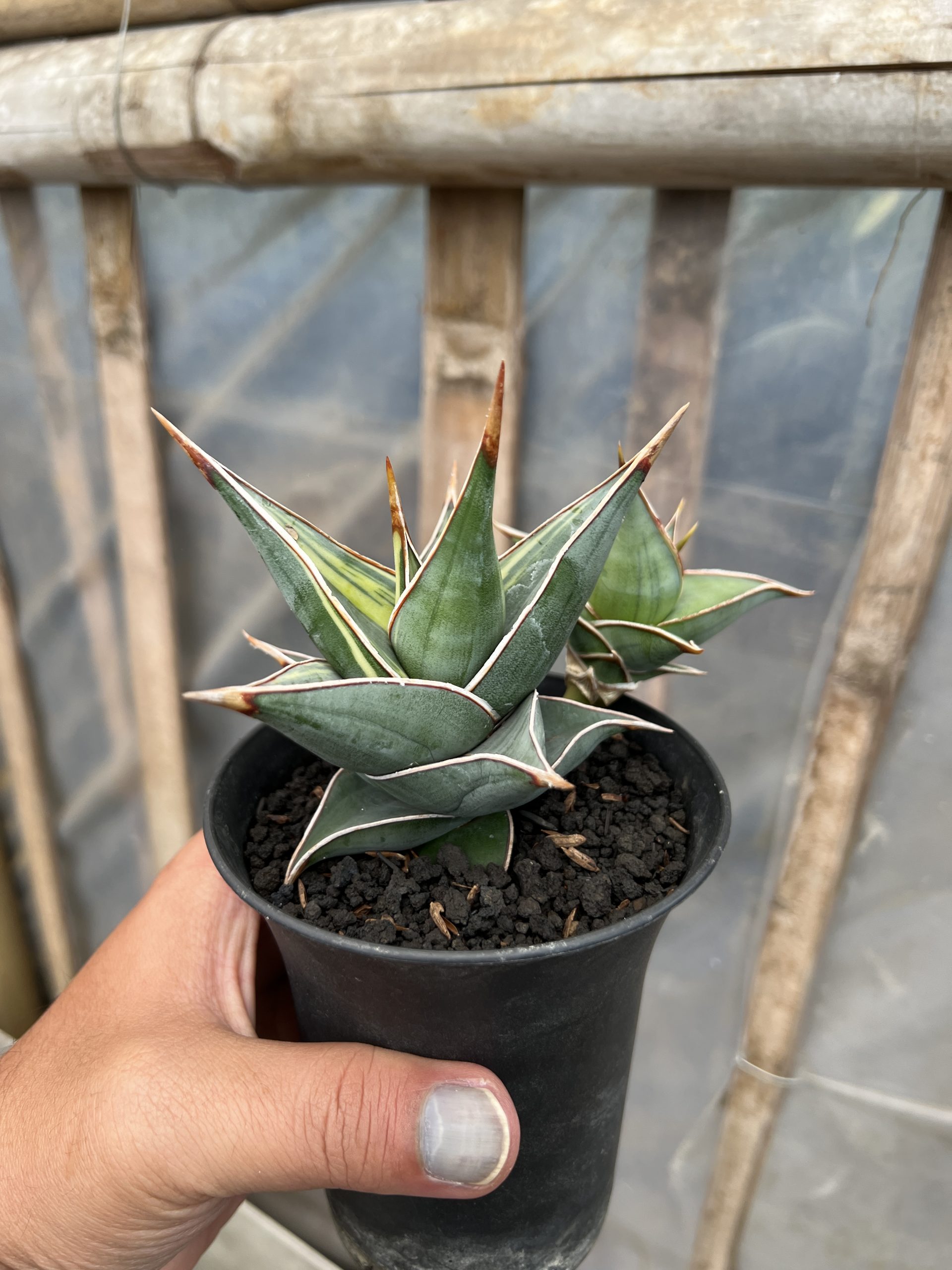 1524. Sansevieria Pinguicula Small Variegated - Image 2