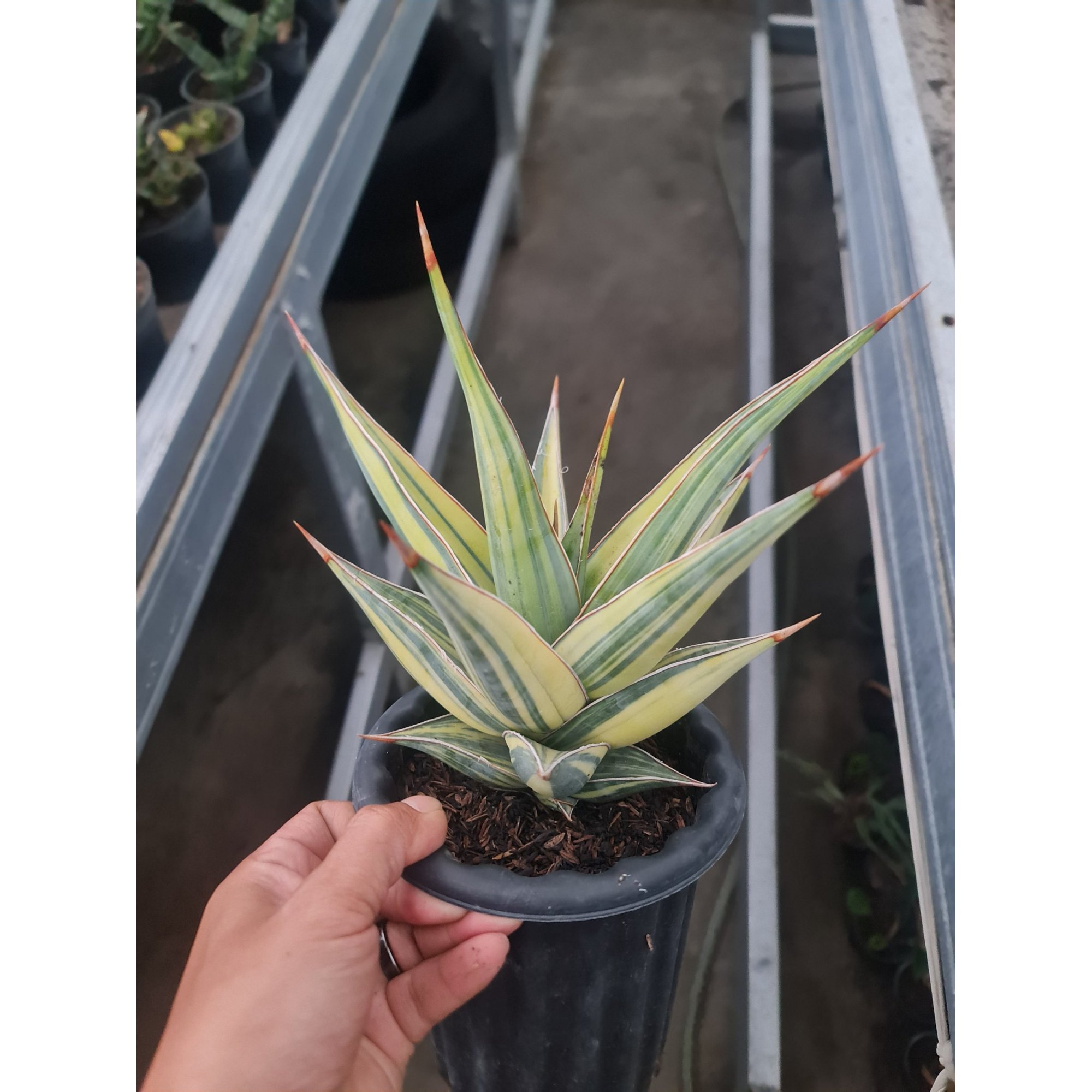 1972. Sansevieria Pinguicula Variegated Big Size